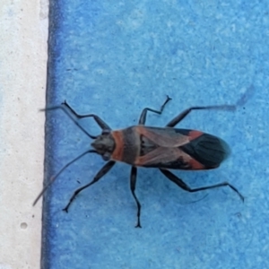 Arocatus rusticus at Nambucca Heads, NSW - 17 Dec 2023 04:35 PM