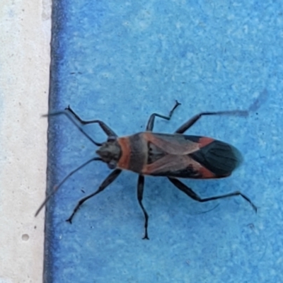 Unidentified True bug (Hemiptera, Heteroptera) at Nambucca Heads, NSW - 17 Dec 2023 by trevorpreston
