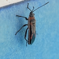 Arocatus rusticus at Nambucca Heads, NSW - 17 Dec 2023 04:35 PM