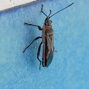Arocatus rusticus at Nambucca Heads, NSW - 17 Dec 2023 04:35 PM