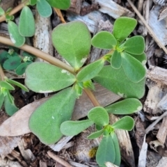 Portulaca oleracea (Munyeroo ,Pigweed, Purslane) at Nambucca Heads, NSW - 17 Dec 2023 by trevorpreston