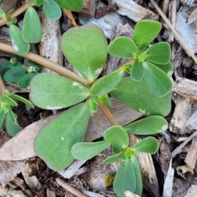 Portulaca oleracea (Pigweed, Purslane) at Nambucca Heads, NSW - 17 Dec 2023 by trevorpreston
