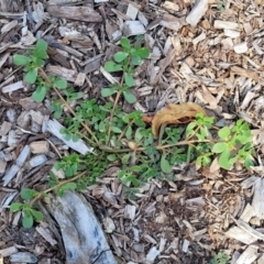 Portulaca oleracea at Nambucca Heads, NSW - 17 Dec 2023 04:34 PM