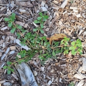 Portulaca oleracea at Nambucca Heads, NSW - 17 Dec 2023 04:34 PM