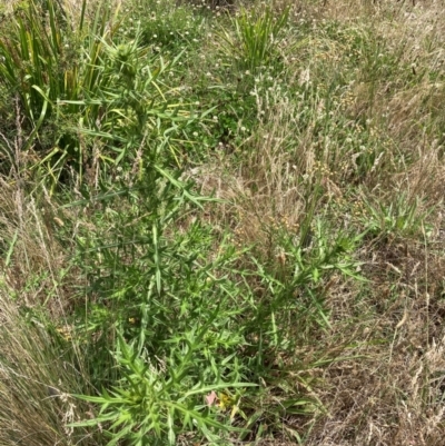 Cirsium vulgare (Spear Thistle) at Emu Creek - 13 Dec 2023 by JohnGiacon