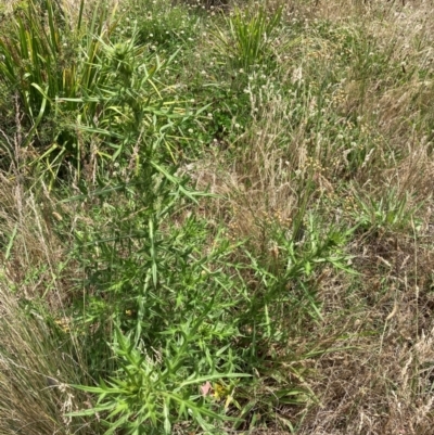 Cirsium vulgare (Spear Thistle) at Belconnen, ACT - 13 Dec 2023 by JohnGiacon