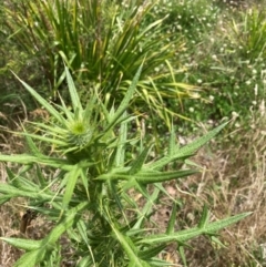 Cirsium vulgare at Emu Creek - 13 Dec 2023