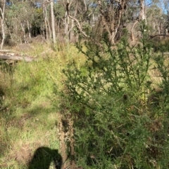 Cirsium vulgare (Spear Thistle) at Bruce Ridge to Gossan Hill - 15 Dec 2023 by JohnGiacon