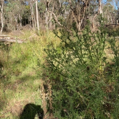 Cirsium vulgare (Spear Thistle) at Bruce, ACT - 15 Dec 2023 by JohnGiacon