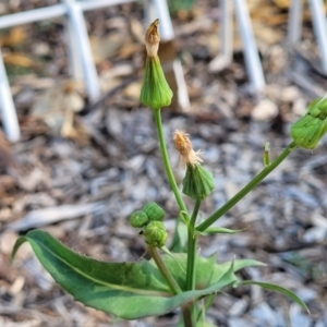 Sonchus oleraceus at Nambucca Heads, NSW - 17 Dec 2023