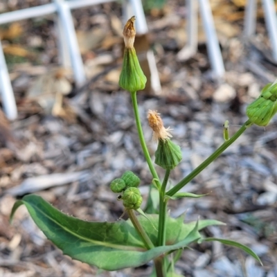 Sonchus oleraceus (Annual Sowthistle) at Nambucca Heads, NSW - 17 Dec 2023 by trevorpreston