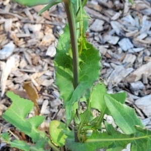 Sonchus oleraceus at Nambucca Heads, NSW - 17 Dec 2023