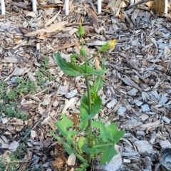 Sonchus oleraceus at Nambucca Heads, NSW - 17 Dec 2023 04:33 PM