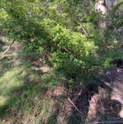 Ligustrum sinense (Narrow-leaf Privet, Chinese Privet) at Bruce, ACT - 15 Dec 2023 by JohnGiacon