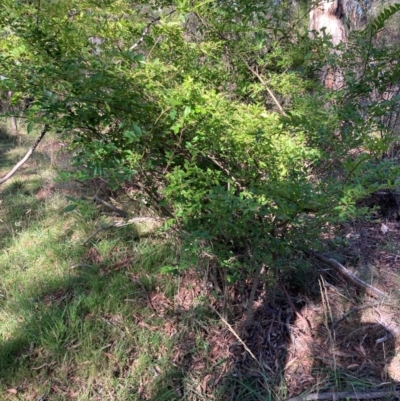 Ligustrum sinense (Narrow-leaf Privet, Chinese Privet) at Bruce Ridge to Gossan Hill - 16 Dec 2023 by JohnGiacon