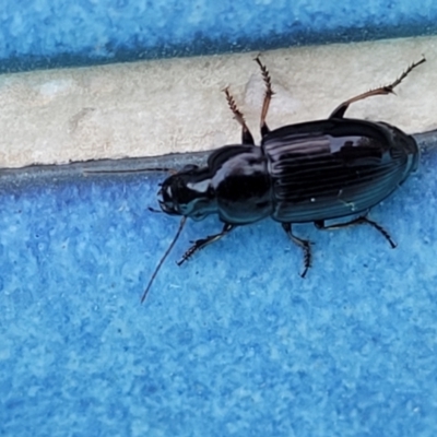 Unidentified Darkling beetle (Tenebrionidae) at Nambucca Heads, NSW - 17 Dec 2023 by trevorpreston