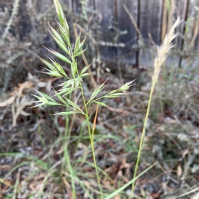 Rytidosperma sp. (Wallaby Grass) at Turner, ACT - 15 Dec 2023 by JohnGiacon