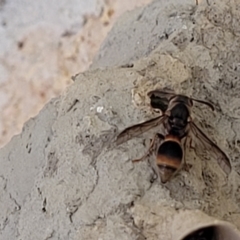 Unverified Wasp (Hymenoptera, Apocrita) at Nambucca Heads, NSW - 17 Dec 2023 by trevorpreston