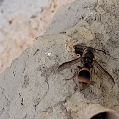 Unidentified Wasp (Hymenoptera, Apocrita) at Nambucca Heads, NSW - 17 Dec 2023 by trevorpreston