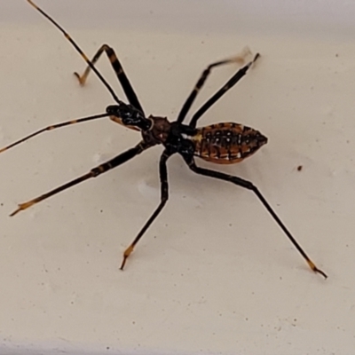 Pristhesancus plagipennis (Bee Killer Assassin Bug) at Nambucca Heads, NSW - 17 Dec 2023 by trevorpreston