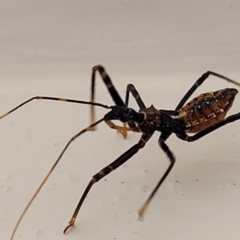 Pristhesancus plagipennis at Nambucca Heads, NSW - 17 Dec 2023 04:26 PM
