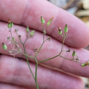 Youngia japonica at Nambucca Heads, NSW - 17 Dec 2023