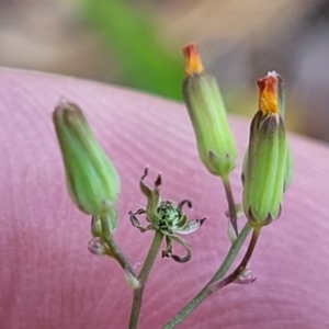 Youngia japonica at Nambucca Heads, NSW - 17 Dec 2023