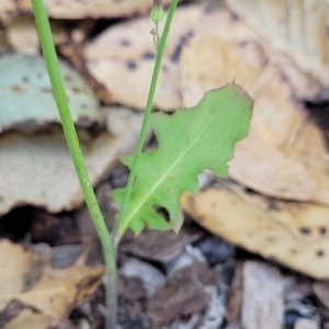 Youngia japonica at Nambucca Heads, NSW - 17 Dec 2023 04:23 PM