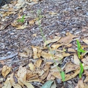 Youngia japonica at Nambucca Heads, NSW - 17 Dec 2023