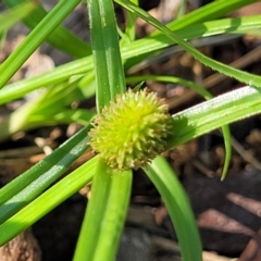 Cyperus brevifolius (Short-leaved Flat Sedge) at Nambucca Heads, NSW - 17 Dec 2023 by trevorpreston