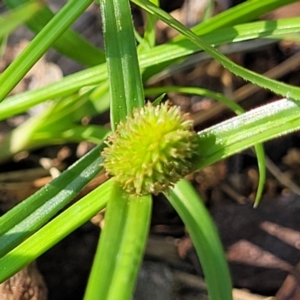 Cyperus brevifolius at Nambucca Heads, NSW - 17 Dec 2023