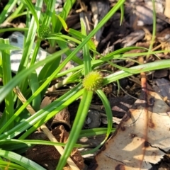 Cyperus brevifolius at Nambucca Heads, NSW - 17 Dec 2023