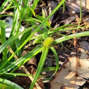 Cyperus brevifolius at Nambucca Heads, NSW - 17 Dec 2023