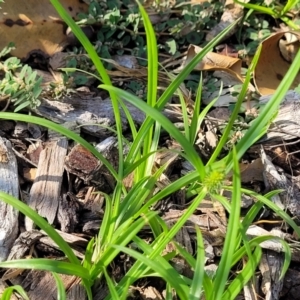 Cyperus brevifolius at Nambucca Heads, NSW - 17 Dec 2023