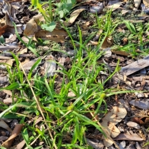 Cyperus brevifolius at Nambucca Heads, NSW - 17 Dec 2023