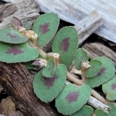 Euphorbia maculata (Eyebane) at Nambucca Heads, NSW - 17 Dec 2023 by trevorpreston