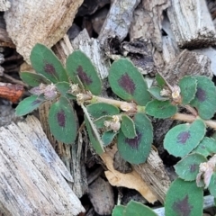 Euphorbia maculata at Nambucca Heads, NSW - 17 Dec 2023