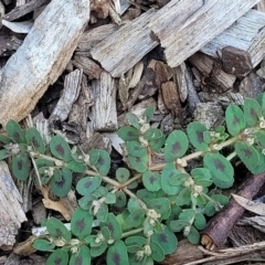 Euphorbia maculata at Nambucca Heads, NSW - 17 Dec 2023