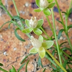 Sagina procumbens (Spreading Pearlwort) at Nambucca Heads, NSW - 17 Dec 2023 by trevorpreston