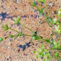 Sagina procumbens at Nambucca Heads, NSW - 17 Dec 2023 04:16 PM