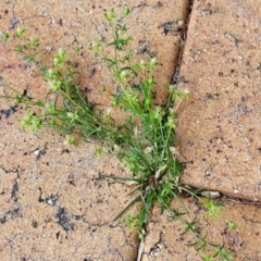 Sagina procumbens at Nambucca Heads, NSW - 17 Dec 2023