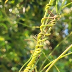 Cassytha sp. (Dodder) at Nambucca Heads, NSW - 17 Dec 2023 by trevorpreston