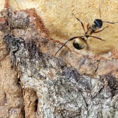 Polyrhachis rufifemur (Red-thighed Spiny Ant) at Nambucca Heads, NSW - 17 Dec 2023 by trevorpreston