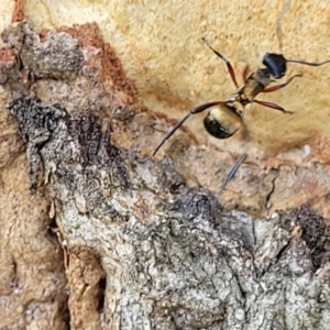 Polyrhachis rufifemur at Nambucca Heads, NSW - 17 Dec 2023 04:04 PM