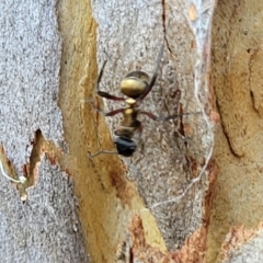 Polyrhachis rufifemur at Nambucca Heads, NSW - 17 Dec 2023