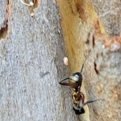 Polyrhachis rufifemur at Nambucca Heads, NSW - 17 Dec 2023