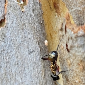 Polyrhachis rufifemur at Nambucca Heads, NSW - 17 Dec 2023 04:04 PM