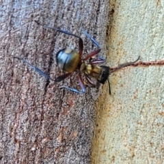 Polyrhachis rufifemur at Nambucca Heads, NSW - 17 Dec 2023 04:04 PM