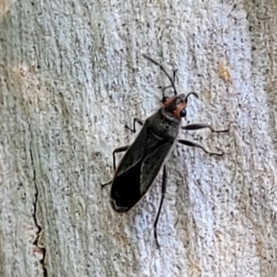 Unidentified Insect at Nambucca Heads, NSW - 17 Dec 2023 by trevorpreston