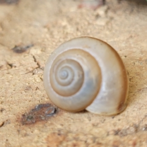 Bradybaena similaris at Nambucca Heads, NSW - 17 Dec 2023